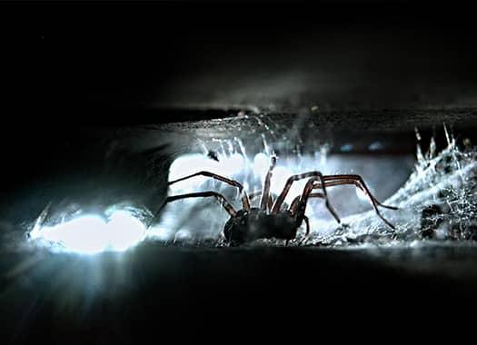 Learn More About What Is Attracting Spiders To Your Home a house spider crawling through cracks and crevices of an indianapolis home