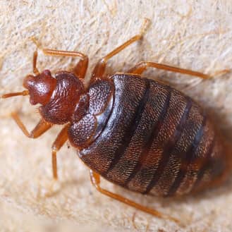 How Much Does It Cost To Get Rid Of Bed Bugs Exterminators Explain