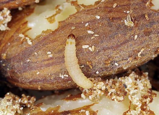indian meal moth larvae eating a potato