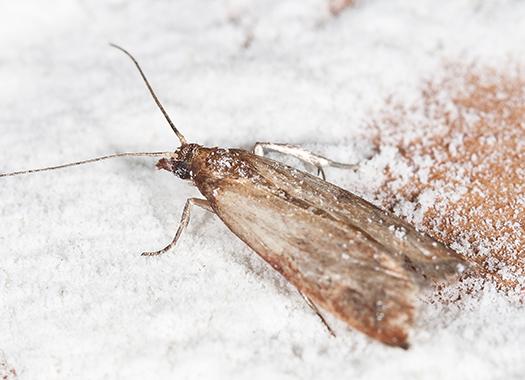 an indian meal moth in flour