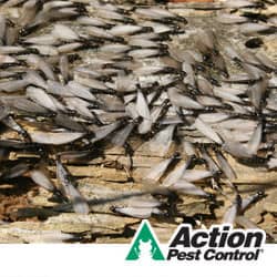 Termite facts in Indiana indiana is a termite hotspot