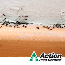 Are ants in Indianapolis driving you crazy ants in an indianapolis home