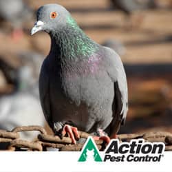 How To Get Rid Of Pest Birds From Your Business Facility Commercial Pigeon Control In Indiana