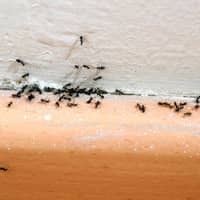 Learn How To Control Ants This Winter With Action Pest Control ants found on kitchen wall