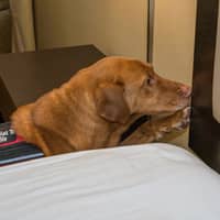 K-9 Bed Bug Detection Squad Of One K-9 Bed Bug Detection Squad
