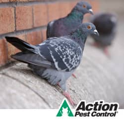 Action Customers Are Thankful For Their Bird Control Services Bird Control In KY and IN