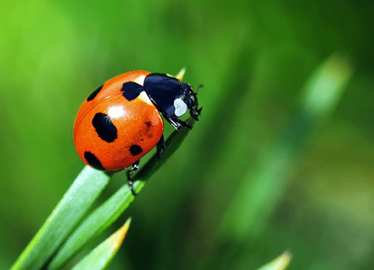 Protect Your Home From The Asian Lady Beetles With Action Pest Control asian lady beetle found near louisville home