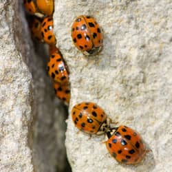 Keeping Lady Bugs Out Of Your Home Sometimes Takes The Help Of A Professional, Call Action Pest Control Today lady bugs getting into home through crack in foundation