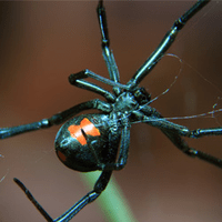 black widow spider in an indianapolis home