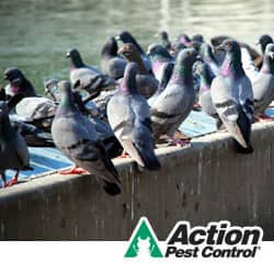 Lexington bird control tips from Action Pest Control pest birds in lexington