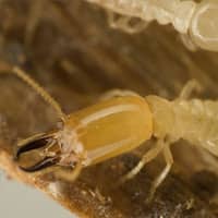 Image of a Termite