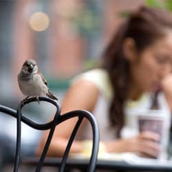 Pest birds are now linked to Lyme disease birds and lyme disease