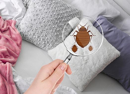 graphic depicting bed bug inspection