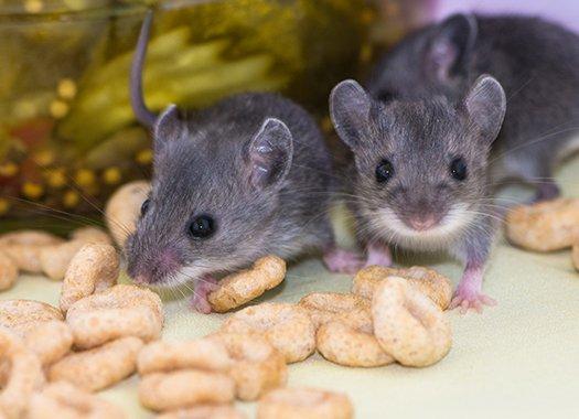 mice in pantry