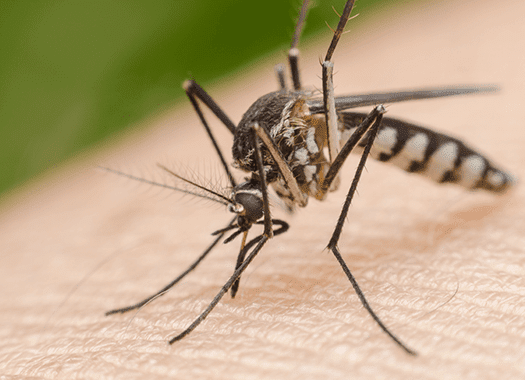 Are Mosquitoes In Lexington, KY Dangerous mosquito in lexington, ky