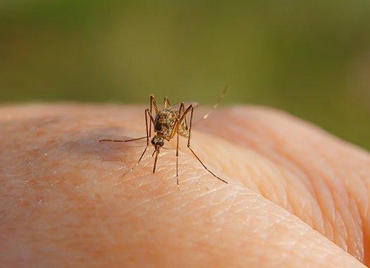 a mosquito on human hand