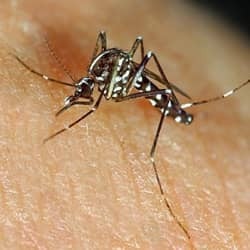 mosquito bite in indianapolis