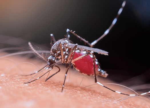 Learn how To Minimize Mosquito Threats In Terre Haute mosquito biting terre haute resident
