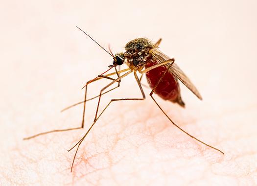 mosquito on skin