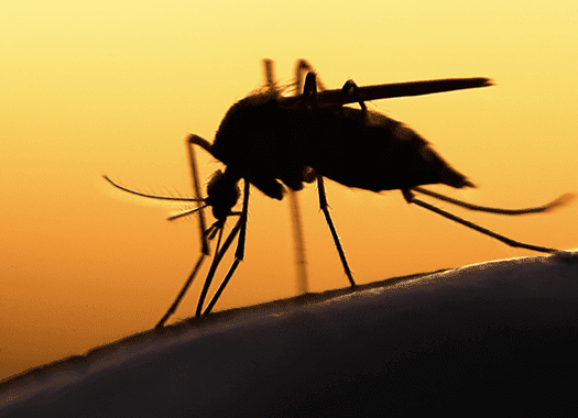 Learn How To Avoid Zika And Other Mosquito-Borne Illnesses With Action Pest Control mosquito biting skin up close