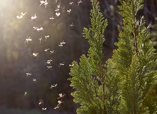 Learn How To Prevent Mosquitoes mosquitoes flying to trees