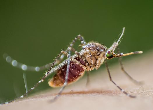 mosquito sucking blood
