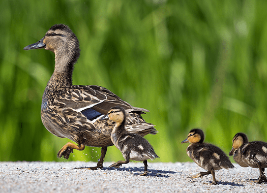Learn How To Minimize Your Company's Exposure To Pest Birds ducks near a business