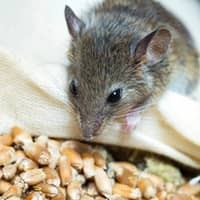 Mice Pose A Number Of Threats To Humans Keep Them Out Of Your Home With Professional Pest Control Services mouse seeking food source