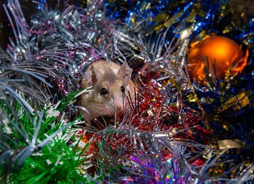 Eliminate Unwanted Pests From Your Holiday To-Do List a house mouse scurrying through a storage bin of christmas decorations