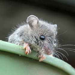 Protect Your Home And Family From Rodents With These Tips mouse in pail