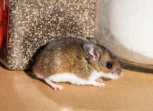 Prevent Rodents From Moving Into Your Home This Winter a house mouse scruttying accrodd the hardwood floor in an andianapolis home durring mid fall