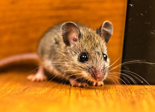 Find Out What You Should Do To Get Rid Of Rodents mouse on floor in lexington home