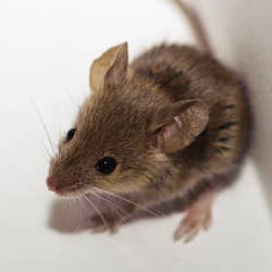 Protect Your Home And Family From The Trouble Rodents In Terre Haute Can Cause With Action Pest Control mouse in corner of home
