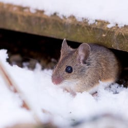 Learn How To Protect Your Terre Haute Home From Rodents With Action Pest Control mouse looking for winter shelter