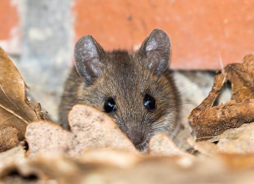 Prevent The Dangers Fall Pests Bring To Your Home a small house mouse making a large mess as it is storing up for winter by nesting a louisville home