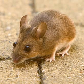 Learn how to keep mice out of your Indiana home mouse trying to enter an indiana home