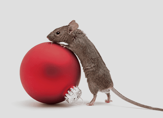 Learn how To Keep Mice Out Of Your Terre Haute Home mouse with holiday decoration