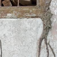 Termites Are Active Throughout The Year No Matter The Temperature foundation with viable termite mud tubes