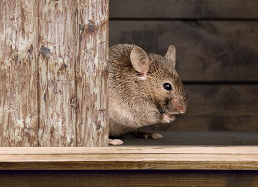 Are Norway Rats Finding Their Way Into Your Indianapolis Home?