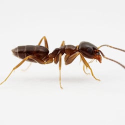 Ant Prevention Tips For Terre Haute Residents