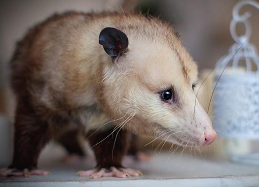 up close image of an opossum