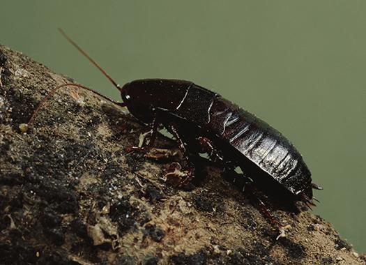 an oriental cockroach on a branch