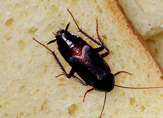 an oriential cockroach on the floor