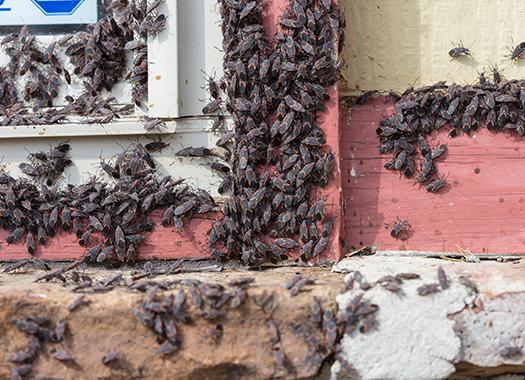 up close image of over wintering pests on the outside a home