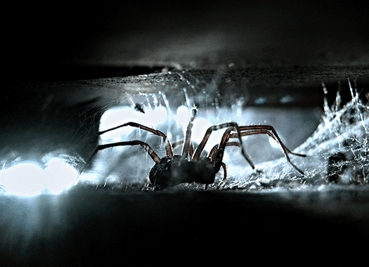 house spider in basement