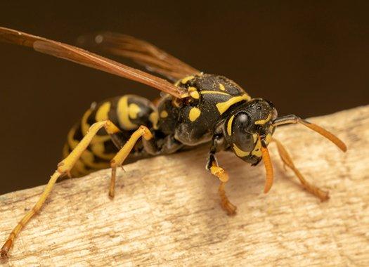a paper wasp crawling on a wood