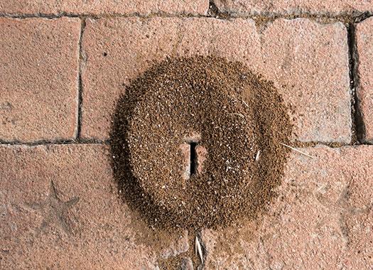 pavement ant hill on bricks