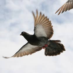 Pest bird control by the pest control professionals in Indiana pest bird flying above indiana