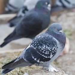 pigeon near an evansville business