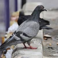 pest bird near indianapolis business